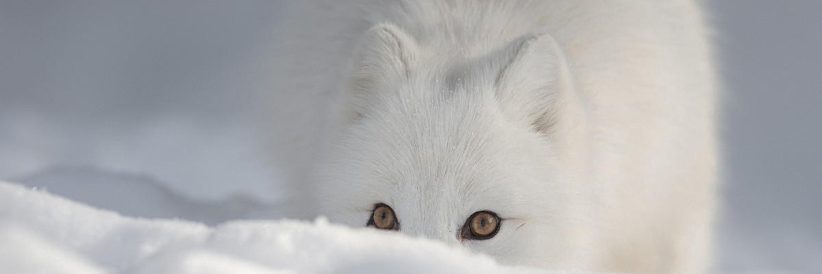 Arctic Fox © Andrew Astbury_Arctic Fox_shutterstock Arctic Fox