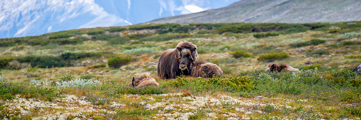 Muskox in Greenland © Marek Rybar/Shutterstock.com Muskox in Greenland