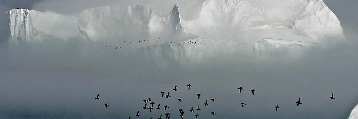 Auks flying in Greenland © Carsten Egevang/ARC-PIC.com Auks flying in Greenland