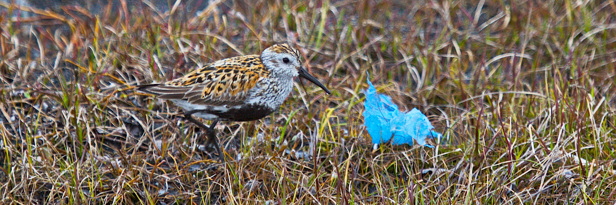 Dunlin with plastic © Maria Gavrilo Dunlin with plastic