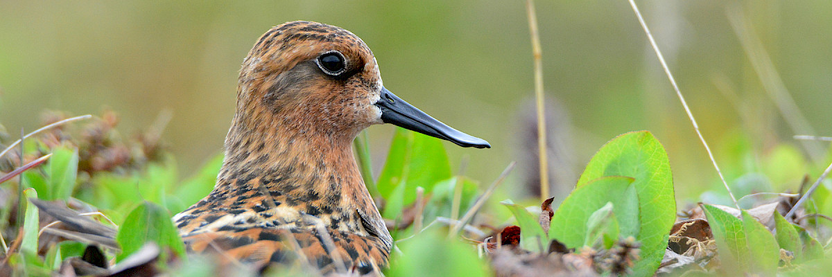 Spoon-billed Sandpiper © Nikolay Yakushev Spoon-billed Sandpiper