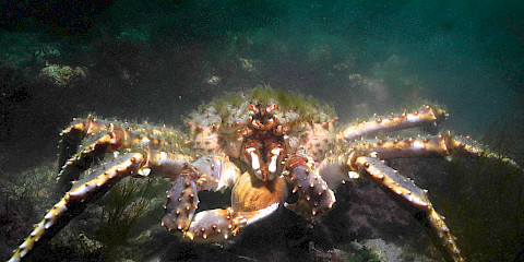 Red King Crab