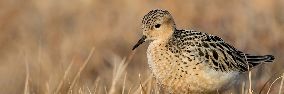 Buff-breasted Sandpiper © Agami Photo Agency/Shutterstock.com Buff-breasted Sandpiper
