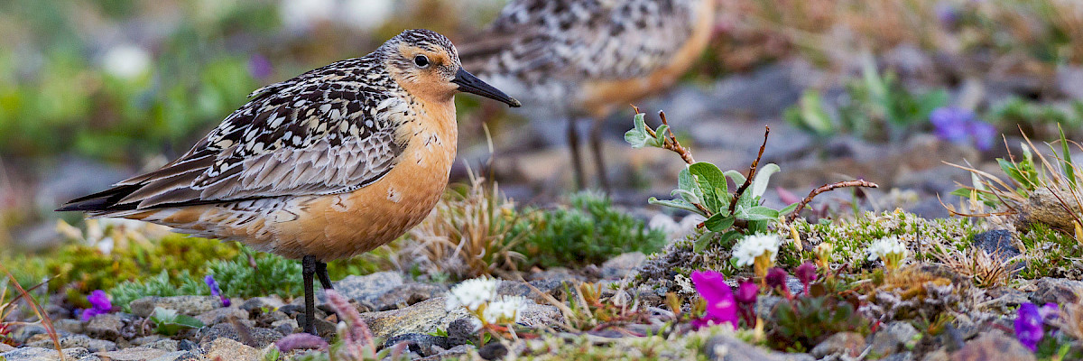 Red knots © Danita Delimont/Shutterstock.com Red knots