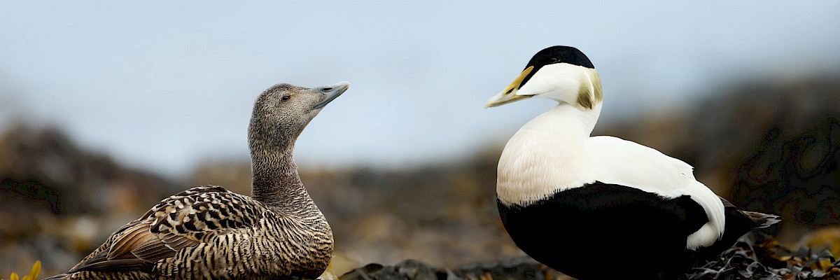 Female and male Common Eider © Giedriius/Shutterstock.com Female and male Common Eider