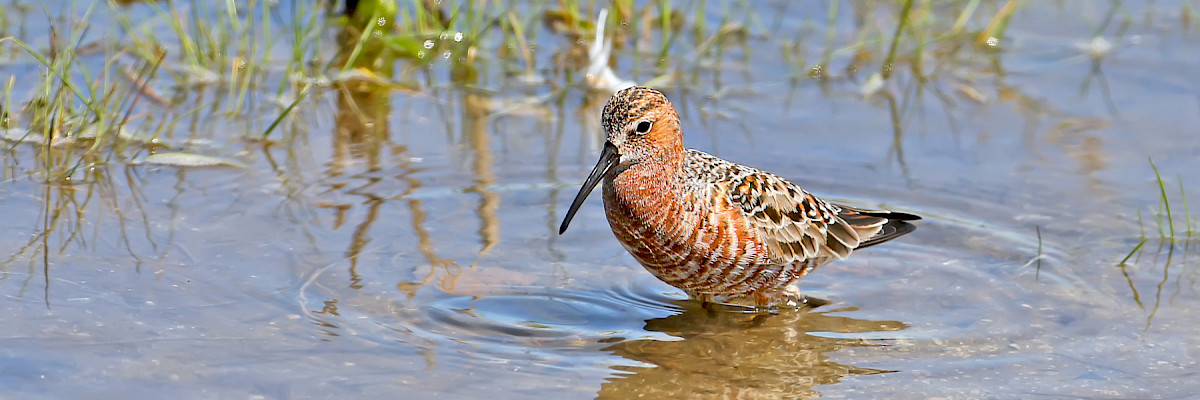 Curlew Sandpiper © Voodison328/Shutterstock.com Curlew Sandpiper