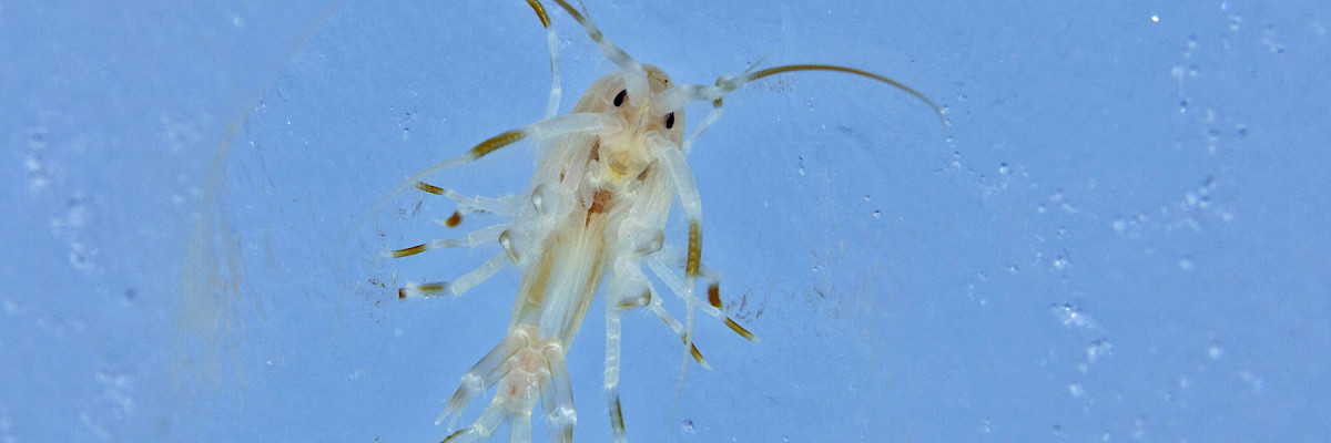 Gammarus wilkitzkii © Shawn Harper/University of Alaska Fairbanks Gammarus wilkitzkii