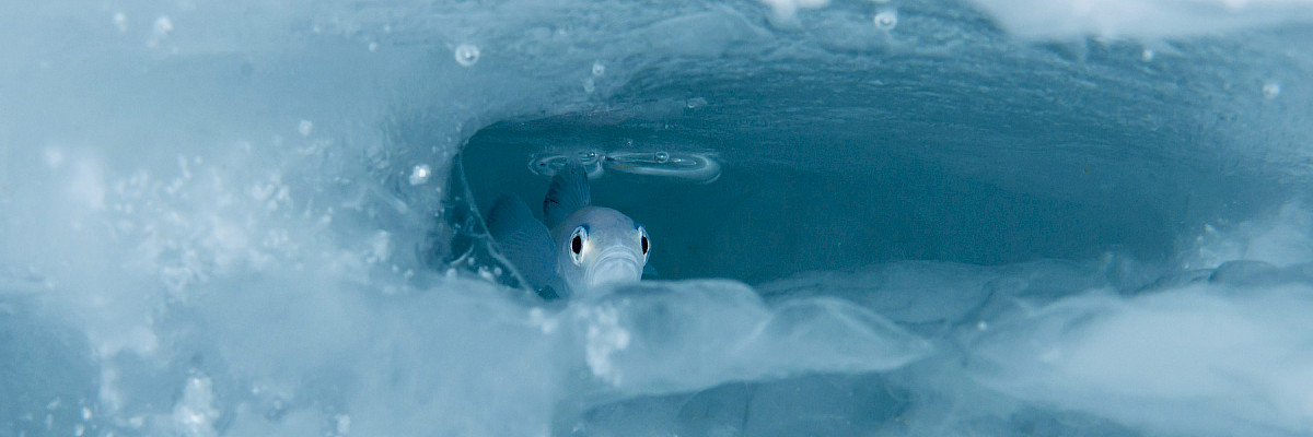 Polar cod © Peter Leopold/NPI Polar cod