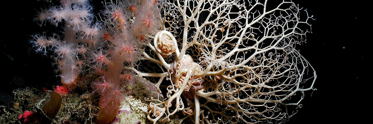 Gorgonocephalus © Peter Bondo Christensen, Aarhus University Gorgonocephalus