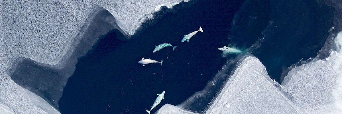 Beluga © Vicki Beaver/NOA Alaska Fisheries Science Center Beluga
