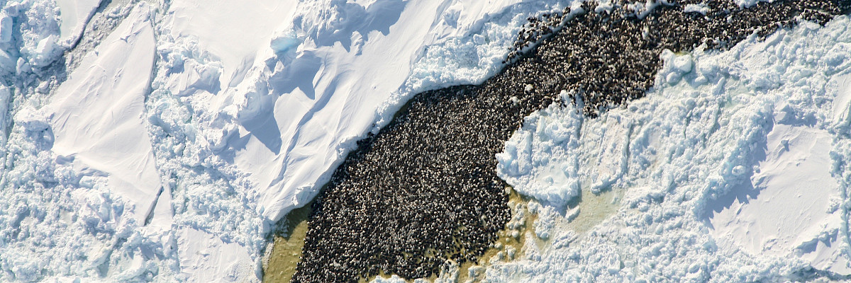 Eiders in polynya © Vicky Johnston/ECCC Eiders in polynya
