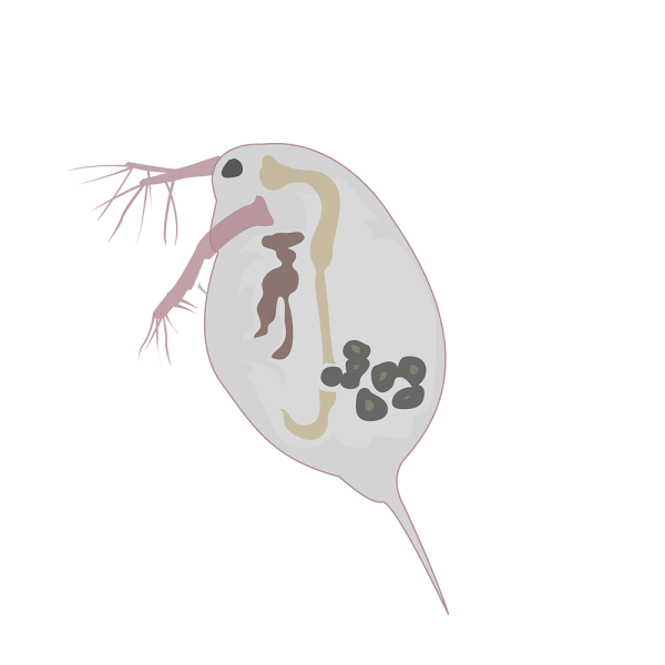 Daphnia longispina © Jose A. Sencianes Daphnia longispina