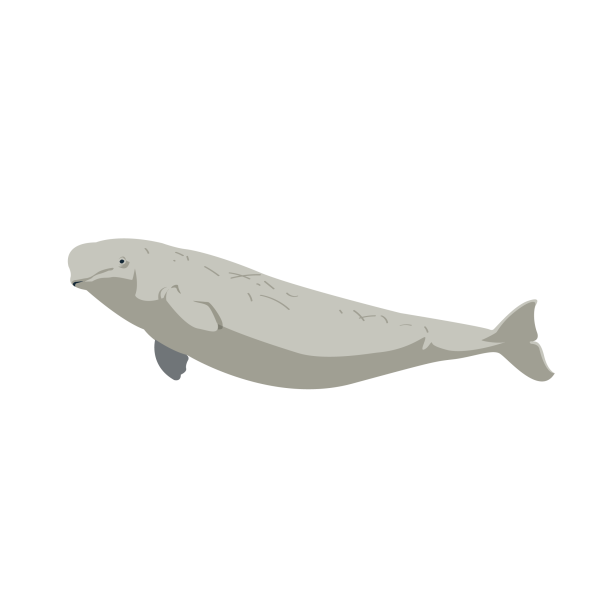 Beluga © Jose A. Sencianes Beluga