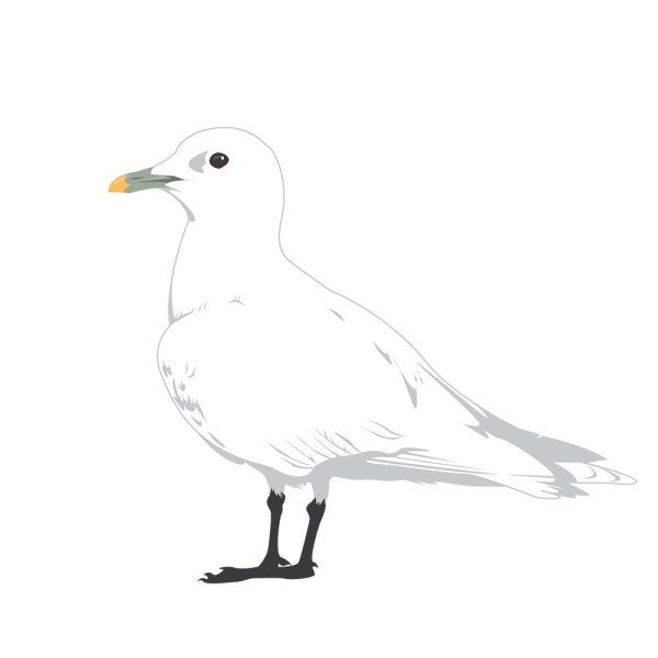 Ivory gull © Jose A. Sencianes Ivory gull