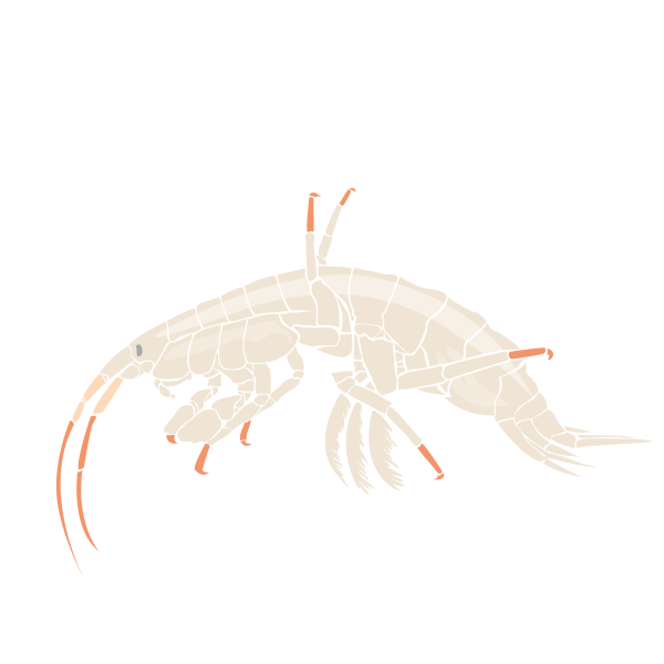 Gammarus wilkitzkii © Jose A. Sencianes Gammarus wilkitzkii