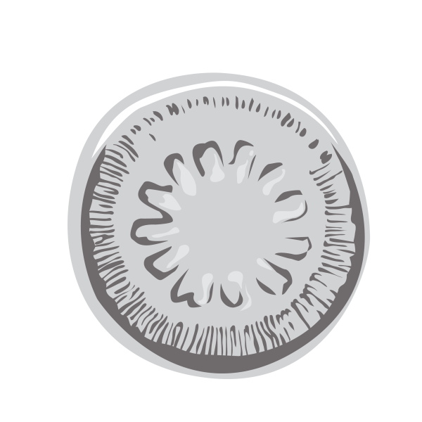 Freshwater Diatom Lindavia antiqua © Jose A. Sencianes Freshwater Diatom Lindavia antiqua