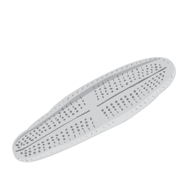 Freshwater Diatom Achnanthidium minutissimum © Jose A. Sencianes Freshwater Diatom Achnanthidium minutissimum