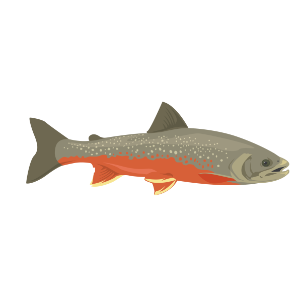 Arctic char © Jose A. Sencianes Arctic char