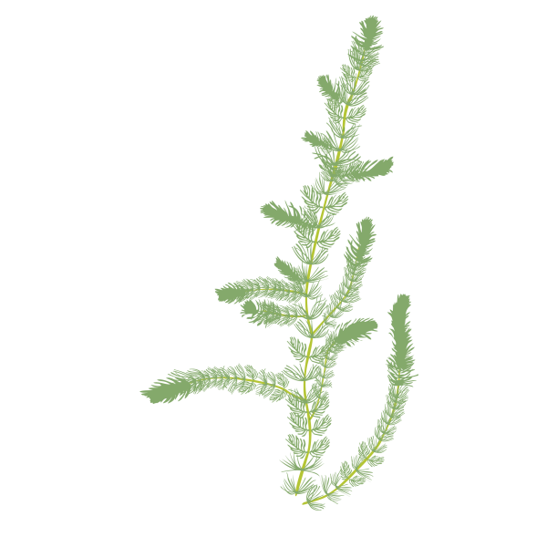 Water milfoil Myriophyllum alterniflorum © Jose A. Sencianes Water milfoil Myriophyllum alterniflorum