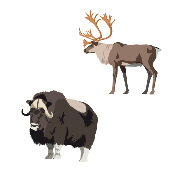 Muskox and caribou/reindeer © Jose A. Sencianes Muskox and caribou/reindeer