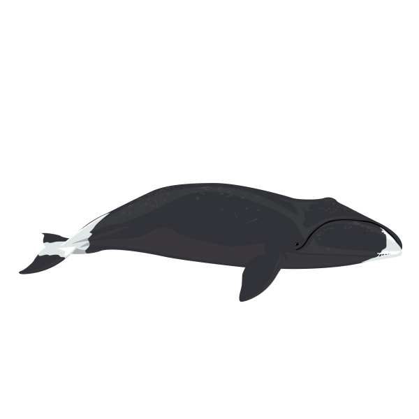 Bowhead whale © Jose A. Sencianes Bowhead whale