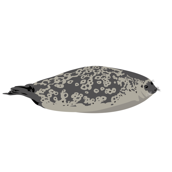 Ringed seal © Jose A. Sencianes Ringed seal
