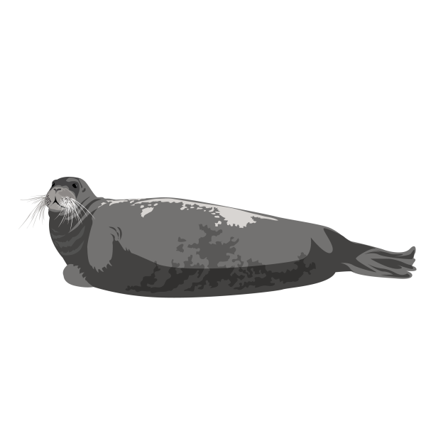 Bearded seal © Jose A. Sencianes Bearded seal