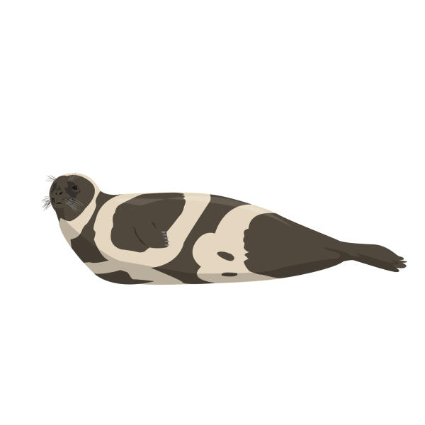 Ribbon seal © Jose A. Sencianes Ribbon seal
