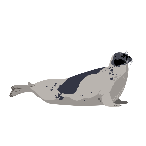 Harp seal © Jose A. Sencianes Harp seal