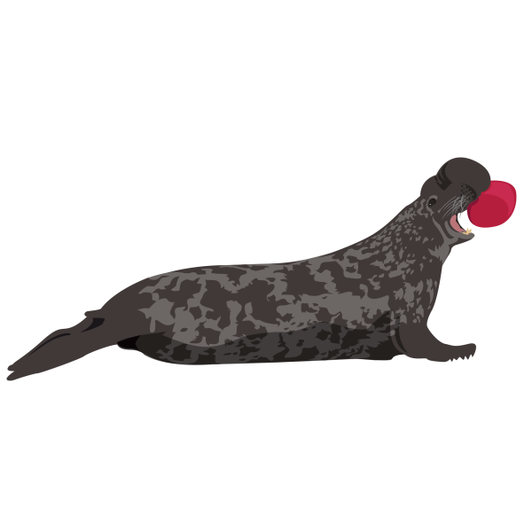 Hooded seal © Jose A. Sencianes Hooded seal