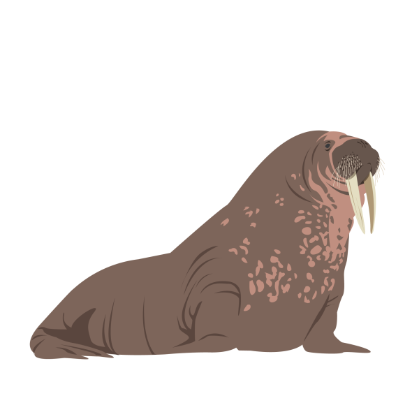 Walrus © Jose A. Sencianes Walrus