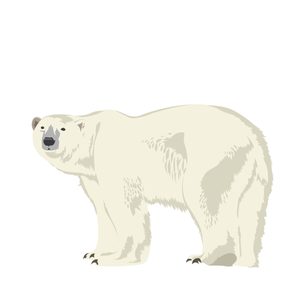 Polar bear © Jose A. Sencianes Polar bear