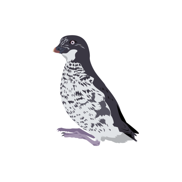 Least auklet © Jose A. Sencianes Least auklet