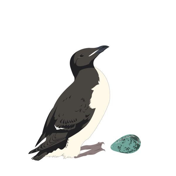 Thick-billed murre