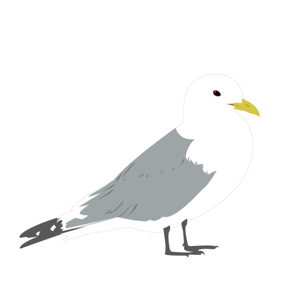 Black-legged kittiwake © Jose A. Sencianes Black-legged kittiwake