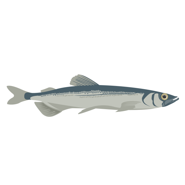 Capelin © Jose A. Sencianes Capelin