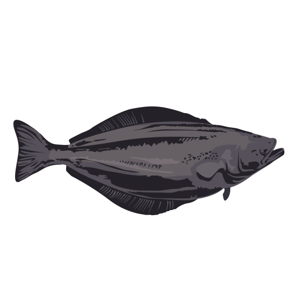Greenland halibut © Jose A. Sencianes Greenland halibut