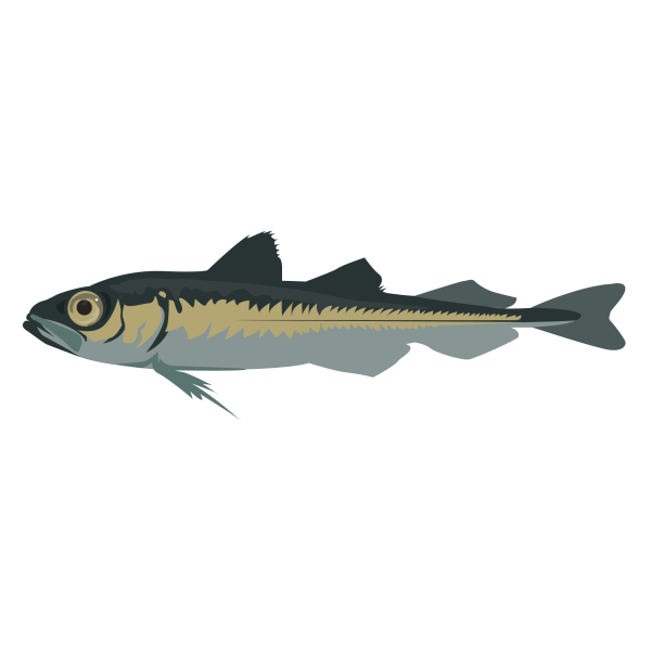Polar cod © José A. Sencianes Polar cod