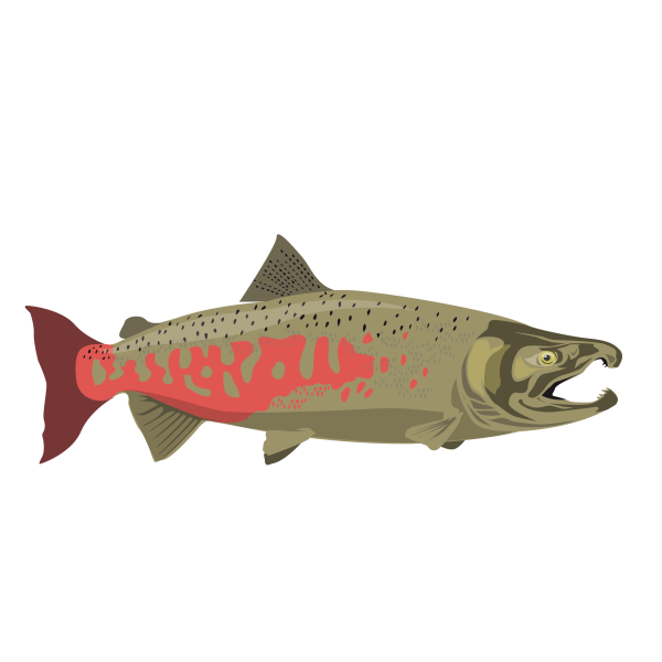 King salmon © Jose A. Sencianes King salmon