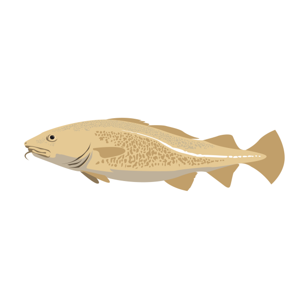 Atlantic cod © Jose A. Sencianes Atlantic cod