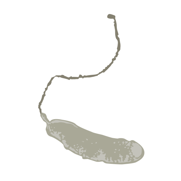 Marinomonas arctica © Jose A. Sencianes Marinomonas arctica