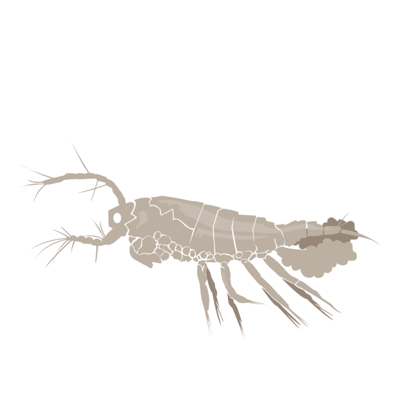 Cyclopina gracilis © Jose A. Sencianes Cyclopina gracilis
