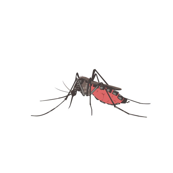 Mosquito © Jose A. Sencianes Mosquito
