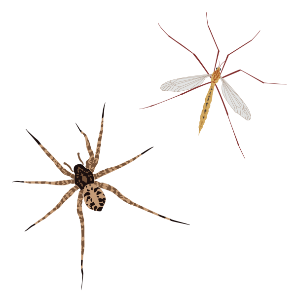 Arctic wolf spider and crane fly © Jose A. Sencianes Arctic wolf spider and crane fly