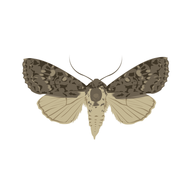 Apamea maillardi © Jose A. Sencianes Apamea maillardi