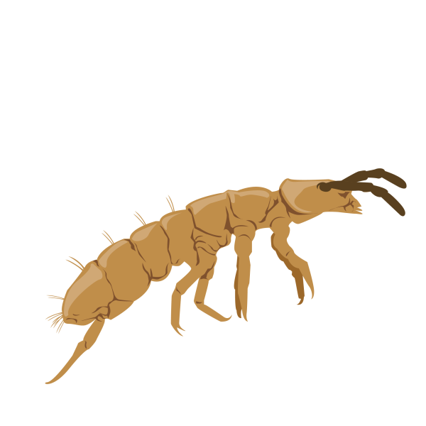 Springtail © Jose A. Sencianes Springtail