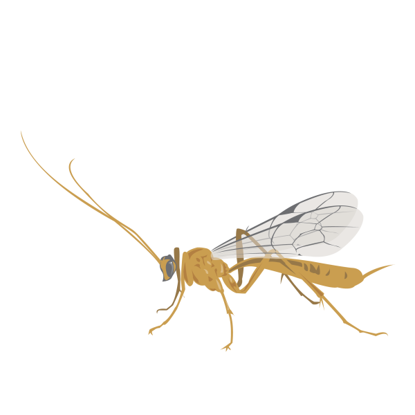 Gelis micrurus © Jose A. Sencianes Gelis micrurus