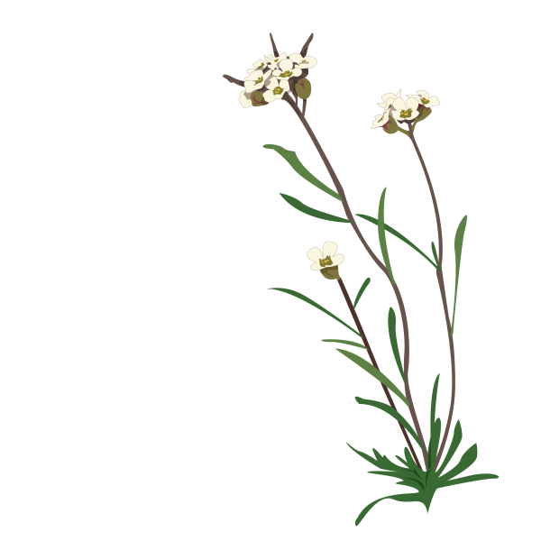 Braya linearis © Jose A. Sencianes Braya linearis