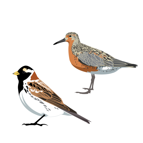 Lapland longspur and Red knot © Jose A. Sencianes Lapland longspur and Red knot