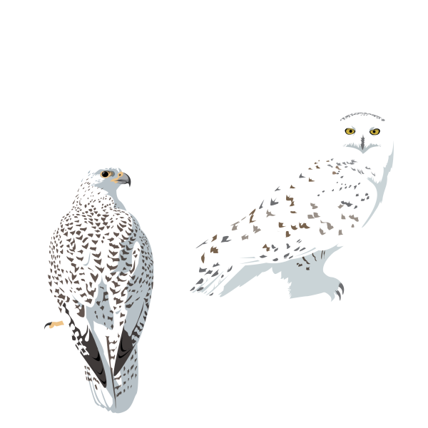 Gyrfalcon and snowy owl © Jose A. Sencianes Gyrfalcon and snowy owl